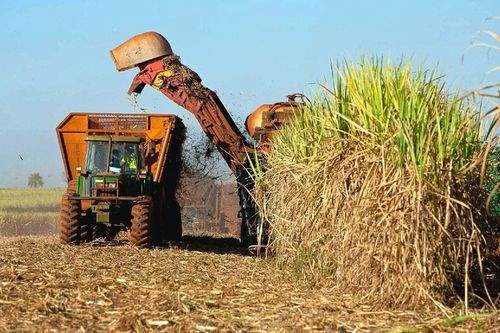 Mía đường Sơn La (SLS): Hoàn thành 87% mục tiêu lãi ròng cả năm chỉ sau quý đầu tiên