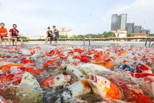 Hà Nội dừng nuôi 8 tấn cá koi ở hồ Tây để cho thuê trồng sen