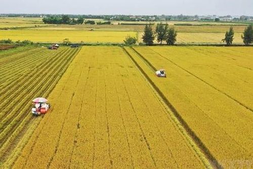'Nhân tố' kinh tế hợp tác trong chuỗi liên kết nông sản giúp xứ cù lao Phú Tân ngày thêm đổi mới
