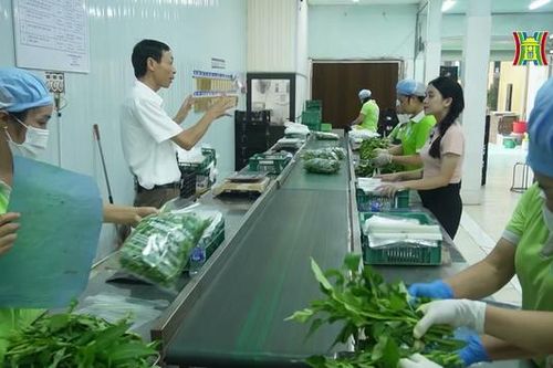 Xây dựng chuỗi liên kết sản phẩm| Chuyện ở ngoại thành| 28/10/2023