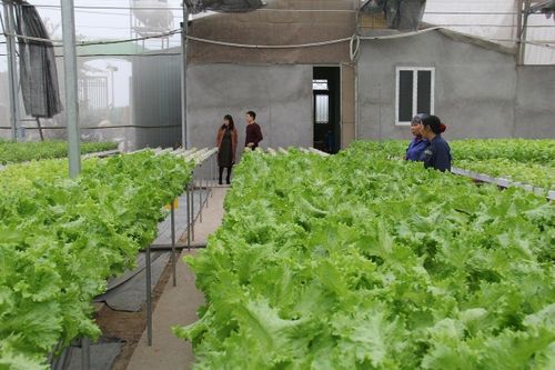 Hợp tác xã xây dựng chuỗi liên kết để phát triển bền vững