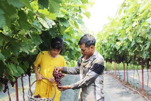 Phát triển du lịch nông nghiệp, nông thôn: Nhiều vướng mắc cần tháo gỡ