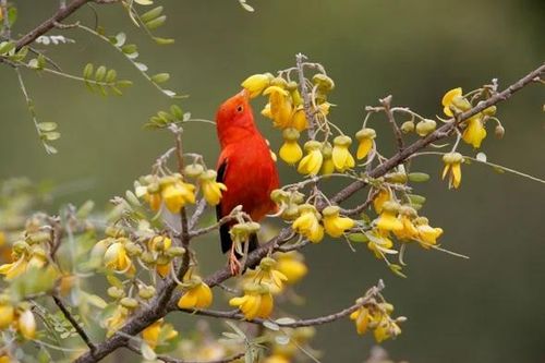 Mỹ huy động hàng triệu con muỗi lên trực thăng để cứu loài vật đang có nguy cơ tuyệt chủng