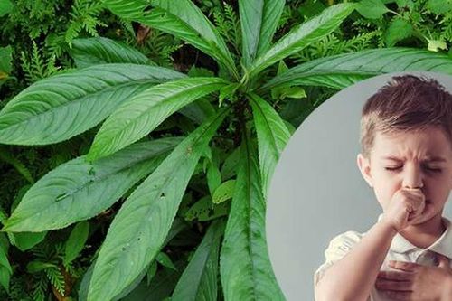 Tác dụng chữa bệnh của lá xương sông