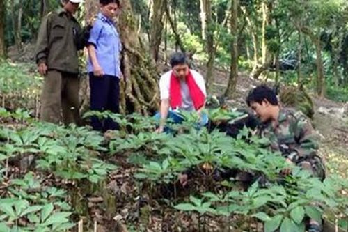 Phát triển vùng trồng dược liệu quý cho người dân vùng đồng bào dân tộc thiểu số theo chuỗi giá trị