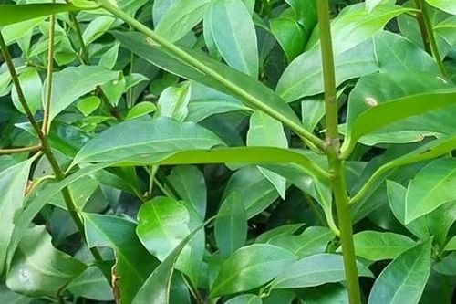 Cây hồi phủ xanh đồi núi giúp người dân Trùng Khánh thoát nghèo