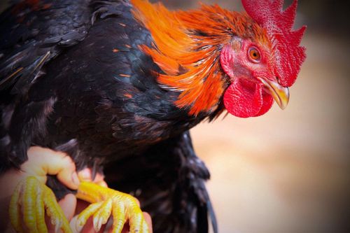 Loài gà quý của Việt Nam, tưởng như chỉ có trong truyền thuyết