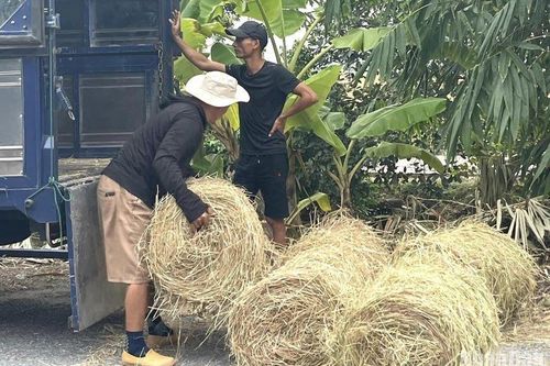 Thu mua rơm cuộn nở rộ tại Thái Bình