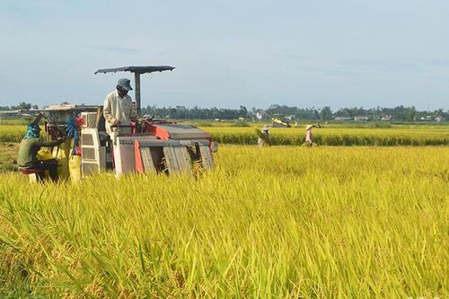 Các địa phương cần tăng cường nâng cao giá trị trên đơn vị diện tích gieo trồng