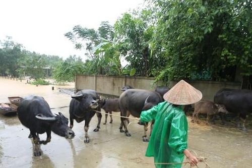 Người dân dắt trâu, lái máy cày lên cầu tránh lũ