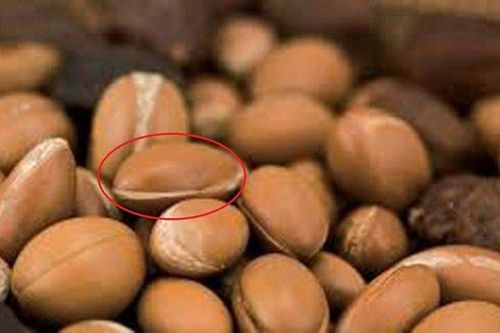 Ngắm loại quả đắt đỏ được ví như 'vàng lỏng', giá tận 34 triệu đồng