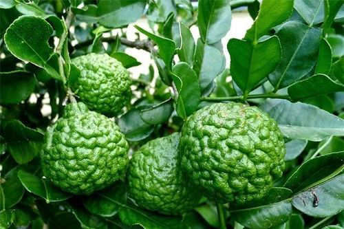 Loại quả rất nổi tiếng ở Thái Lan, lá dùng làm gia vị quả là kho bổ sung Vitamin C, giá 100.000 đồng/kg