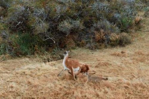 Clip: Báo sư tử trả giá đắt cho việc săn lạc đà Guanaco