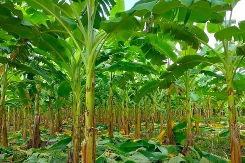 Trồng chuối lấy lá - giải pháp làm sạch môi trường nông thôn mới