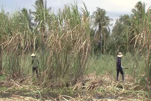 Hiệp hội Mía đường khuyến cáo doanh nghiệp nâng cao giá mua mía niên vụ 2023 - 2024