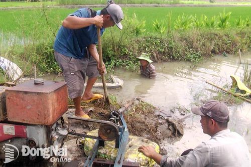 Huyện Định Quán: Mưa lớn liên tục, hàng chục ha lúa nguy cơ mất trắng