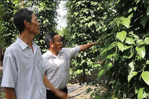 Thêm cách làm nông nghiệp hữu cơ với cây hồ tiêu