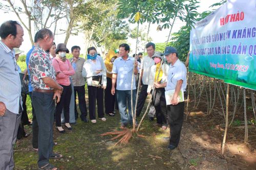 Giới thiệu nhiều giống sắn (mì) kháng bệnh khảm lá cho năng suất cao