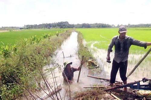Định Quán: Ngập hàng chục héc ta lúa do… cống nghẹt