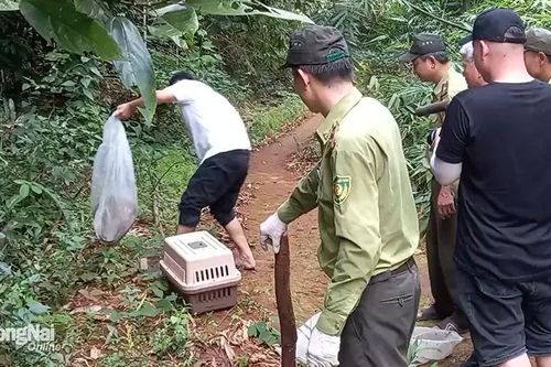 Thả 53 cá thể động vật hoang dã, quý hiếm về môi trường tự nhiên