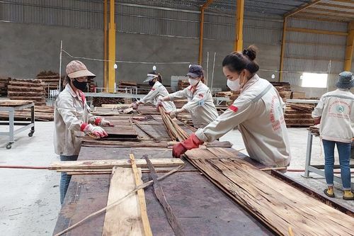 Trồng và chế biến tre biến tính: Hướng đi triển vọng