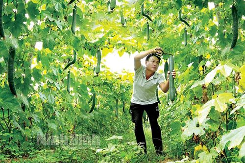Nho Quan tập trung sản xuất cây vụ đông