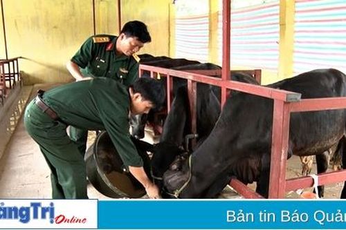 Cải tạo nâng cao tầm vóc đàn bò ở Hướng Hóa