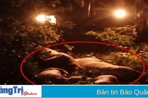 Nhiều xác lợn chết vứt bừa bãi trên địa bàn huyện Gio Linh