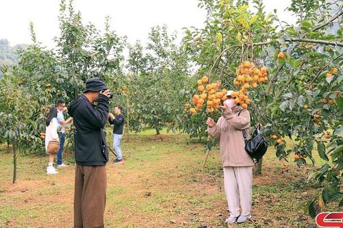 Đắm say bên những vườn hồng ở Mộc Châu