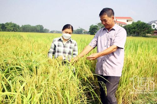 Nhân rộng mô hình liên kết trong sản xuất lúa
