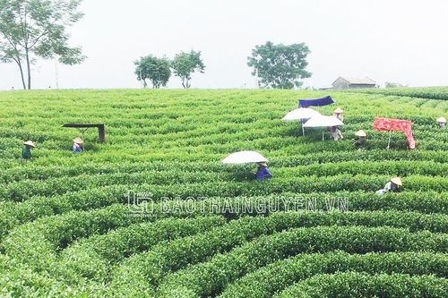 Đại Từ: 1.800ha chè đạt tiêu chuẩn VietGAP