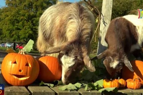 Vườn thú Anh thiết đãi động vật trong dịp Halloween
