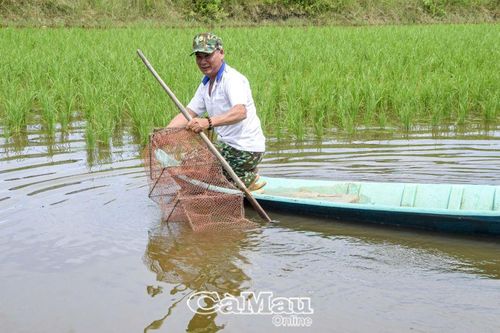 Tôm ASC hướng ngoại