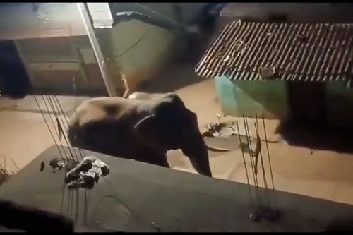 Voi rừng xông vào làng, người dân mất cả đêm xua đuổi