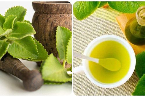 Rau húng chanh có tác dụng gì?