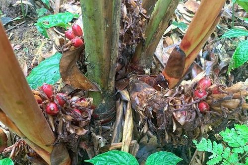 Đồng bào ở Hoàng Su Phì thoát nghèo nhờ cây dược liệu
