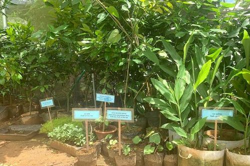 Hà Giang bảo tồn nguồn gen dược liệu quý hiếm