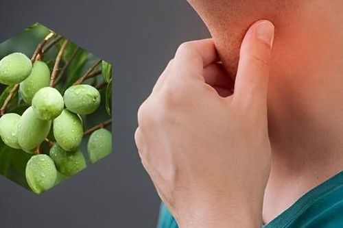 7 bài thuốc từ quả trám chữa ho, viêm họng