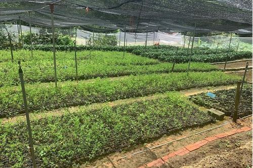 'Chìa khóa' nâng tầm cho dược liệu Việt Nam