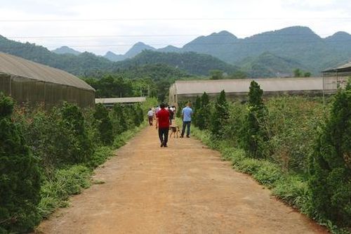 'Bài toán' thoát nghèo cho người dân vùng cao Hà Giang với cây dược liệu