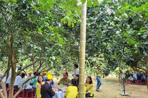 Quảng Ngãi: Khá giả nhờ các mô hình du lịch nông nghiệp