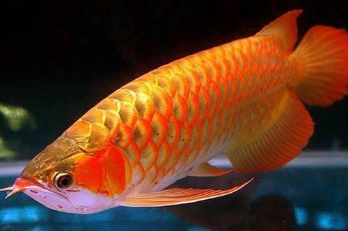 Ngắm loài cá cảnh đắt đỏ nhất thế giới: Có trong Sách Đỏ Việt Nam!