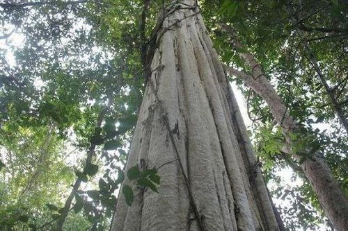 Nhặt được khúc gỗ khủng, té ngửa phát hiện 'kho báu' bên trong