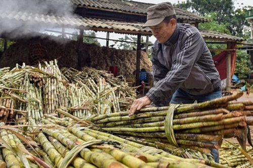 Giá đường neo cao: Những con số và dự báo cuối năm