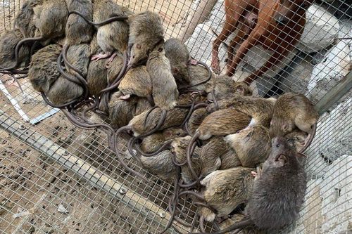Loài vật hôi hám nay thành đặc sản, dân buôn thu tiền triệu mỗi ngày