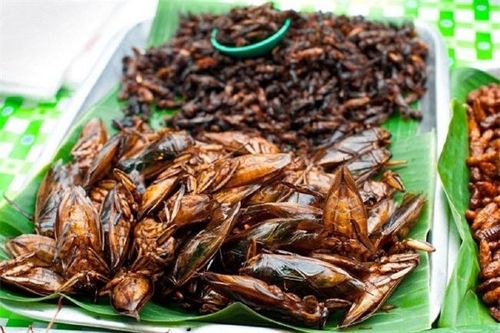 Tinh dầu từ con này có giá 500.000 đồng/ml, cho một giọt vào bát nước mắm sẽ tạo hương vị khó quên