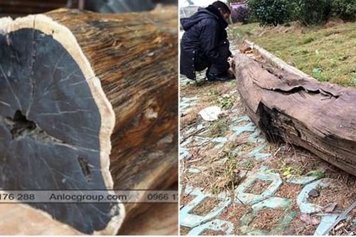 Lão nông vớt được khúc gỗ nặng 600kg ở ven sông: Cưa 1 miếng ra, ngã ngửa là gỗ quý đắt đỏ bậc nhất
