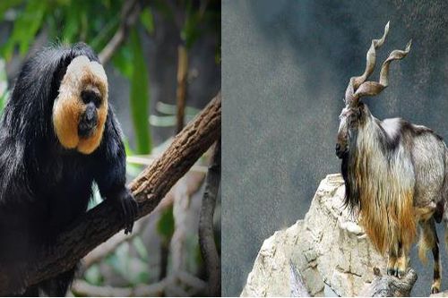 Những loài động vật có râu 'độc, lạ' nhất thế giới và đặc tính bảo vệ bản thân khỏi những nguy hiểm