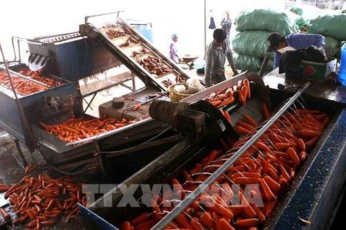 Nâng hiệu quả quảng bá nông sản Việt Nam tại châu Phi