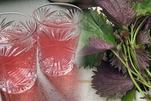 Uống nước lá tía tô có thể giải quyết được 6 vấn đề